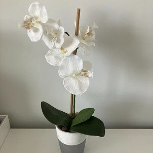 Orchid Flower Decor